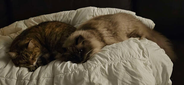 Ruby and Macy on a blanket Photo of Fee's cats, Ruby and Macy, sleeping on a blanket on the couch. Ruby is fast asleep and looking cosy while Macy lies beside her, trauma staring as she does.